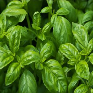 Organic Basil- Gluten Free